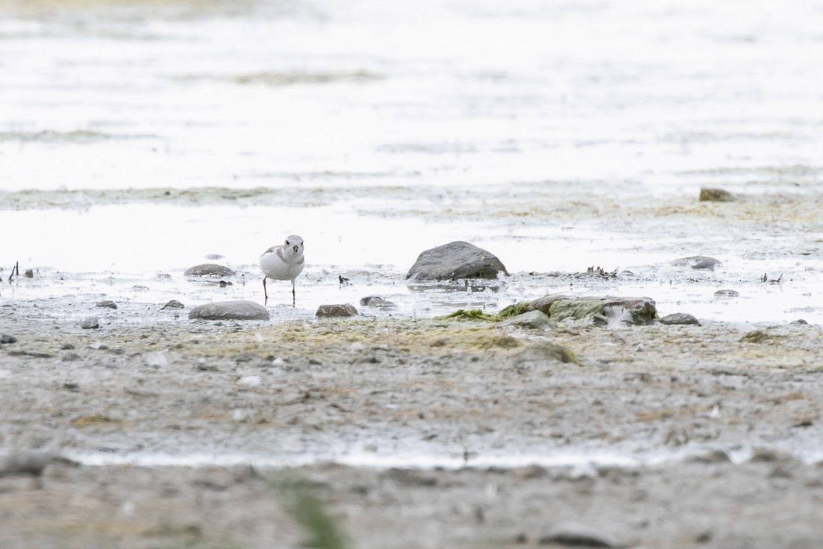 Piping Plover - ML609928847