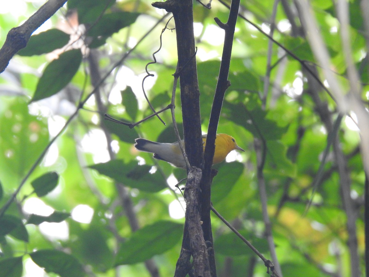 Prothonotary Warbler - Aurelie Letort