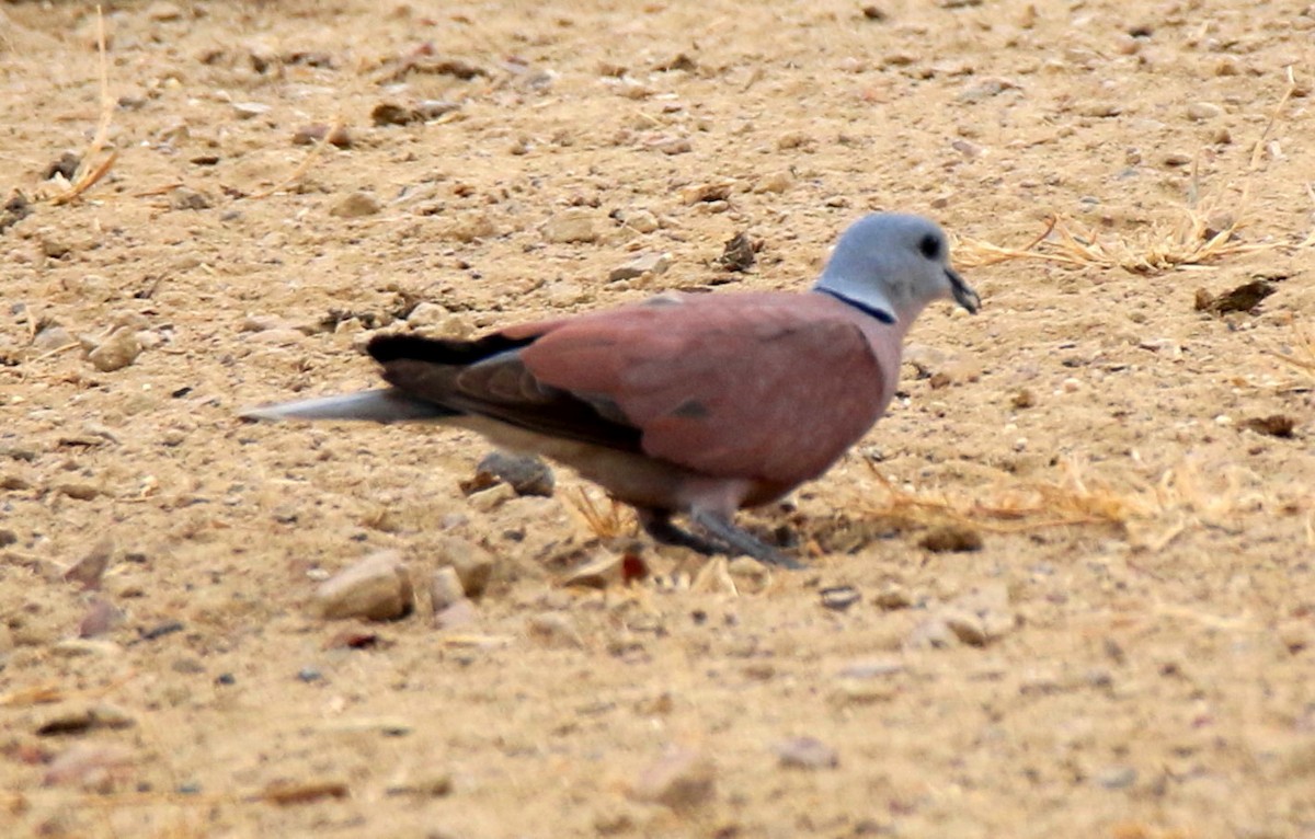 תור צווארון אדום - ML609929101