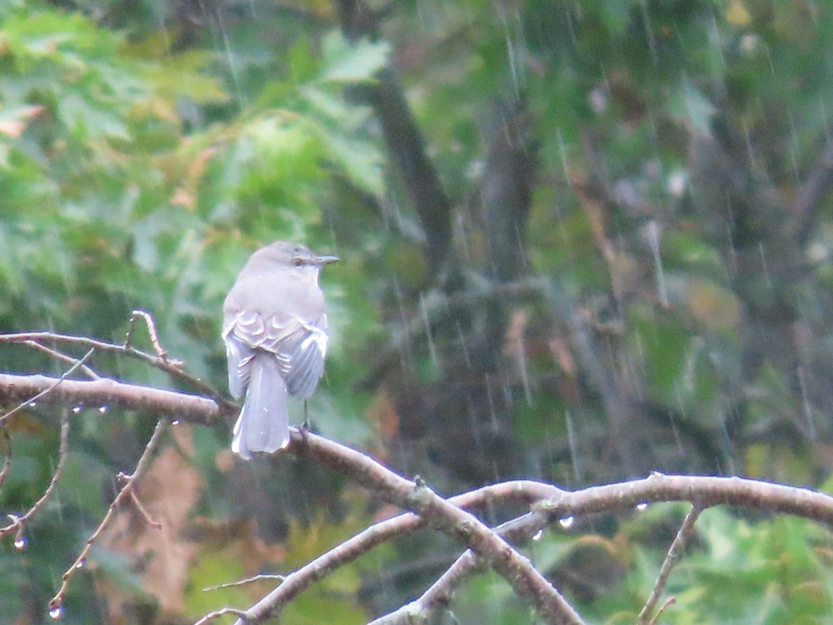 Northern Mockingbird - ML609929157