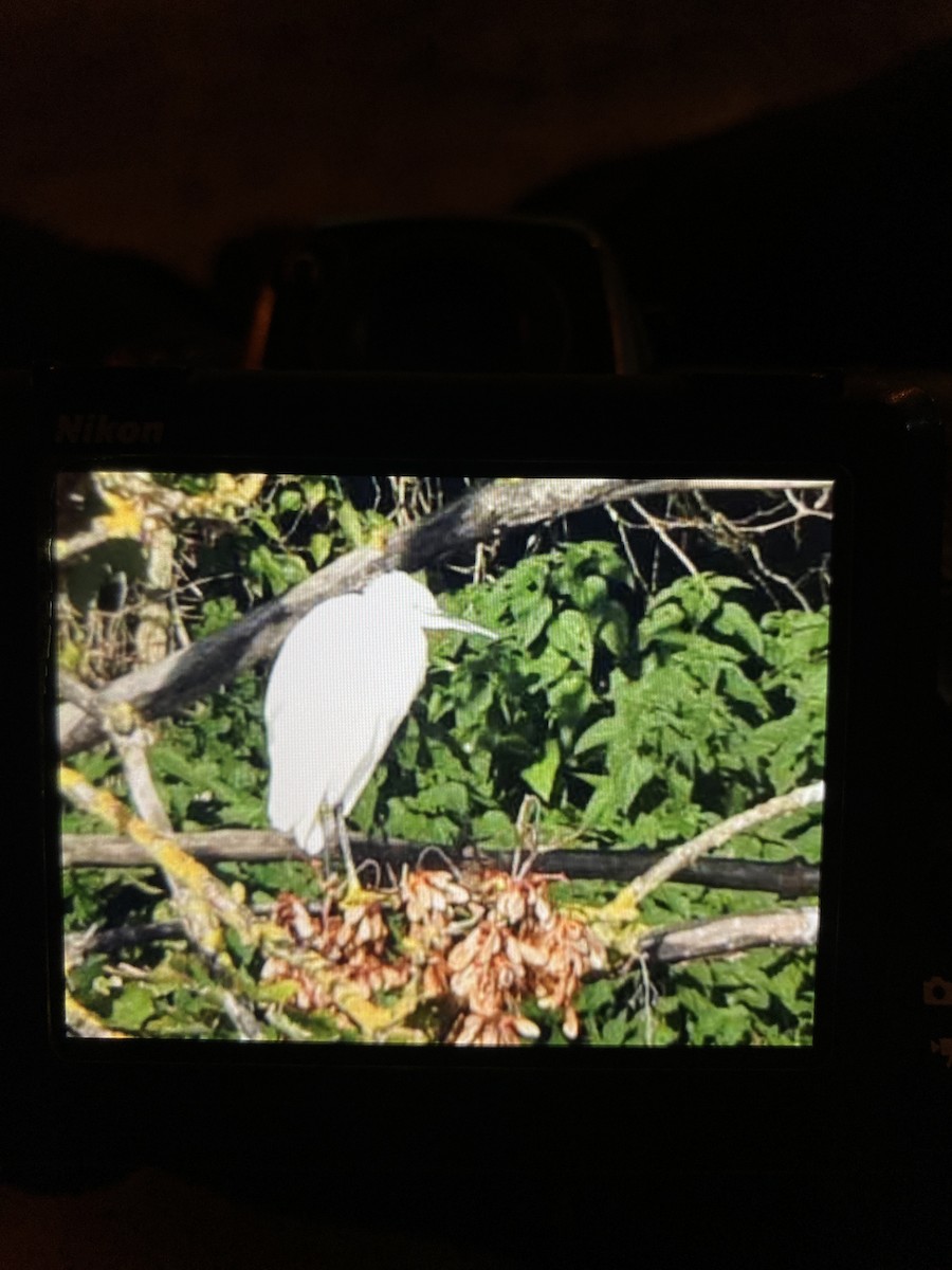 Little Egret - ML609929202