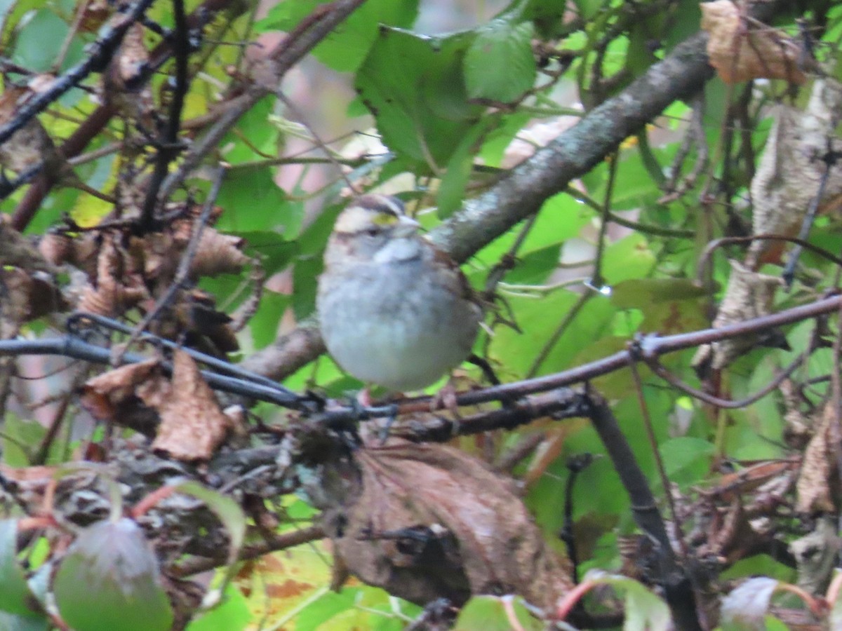 White-throated Sparrow - ML609929233