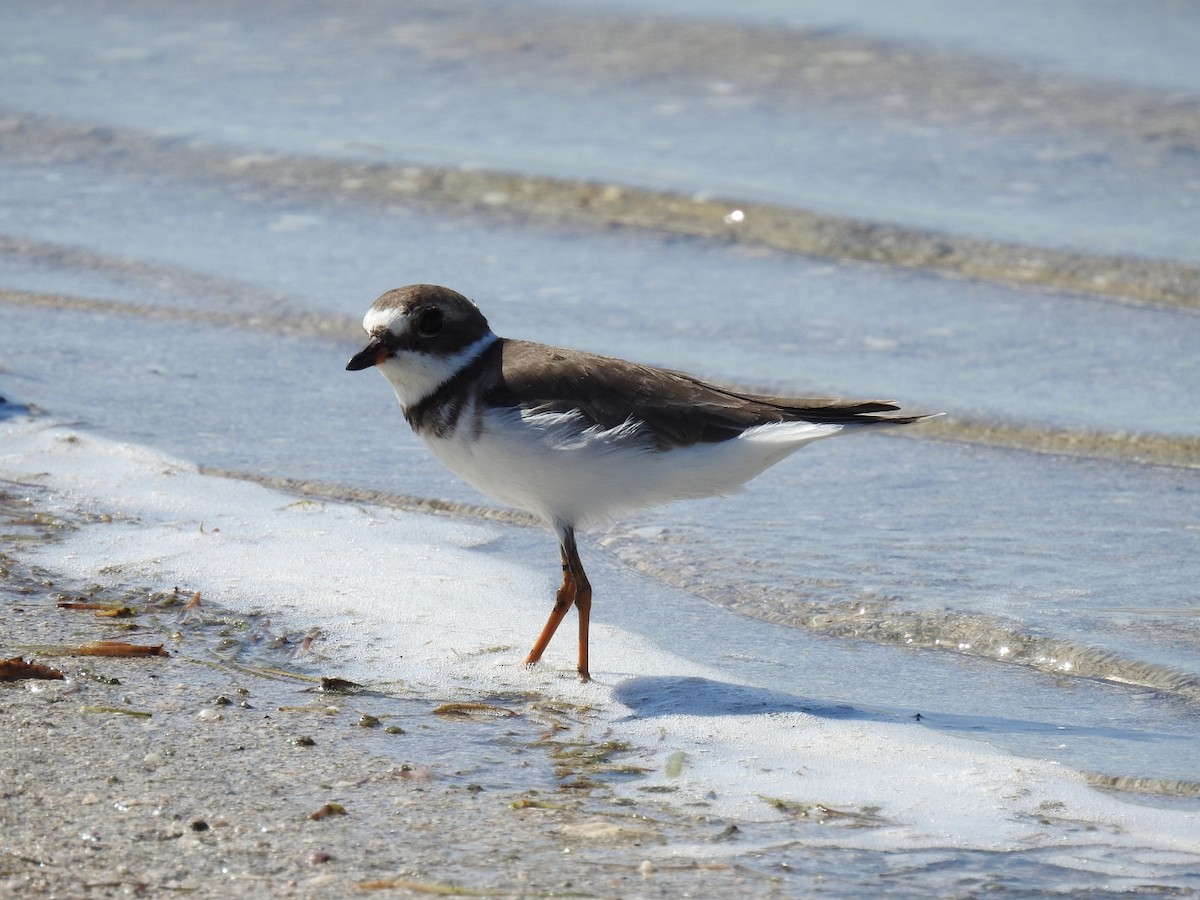 Semipalmated Plover - ML609929257