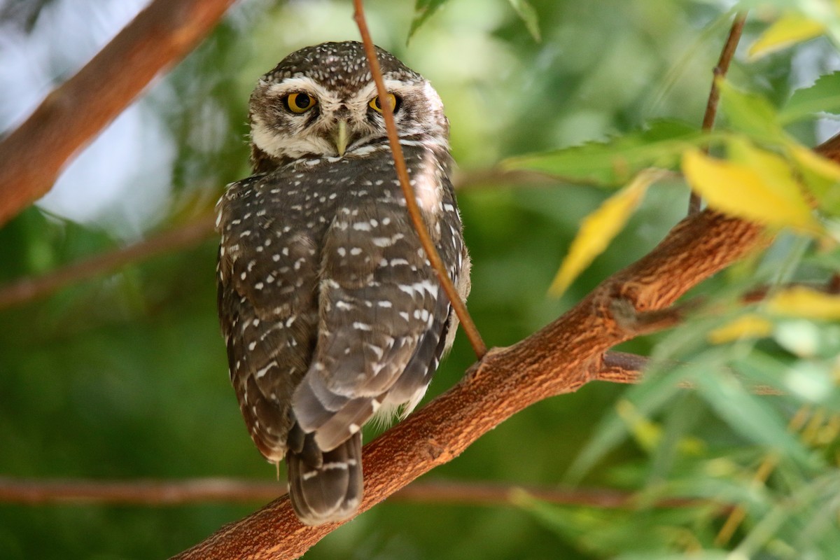 Spotted Owlet - ML609929284