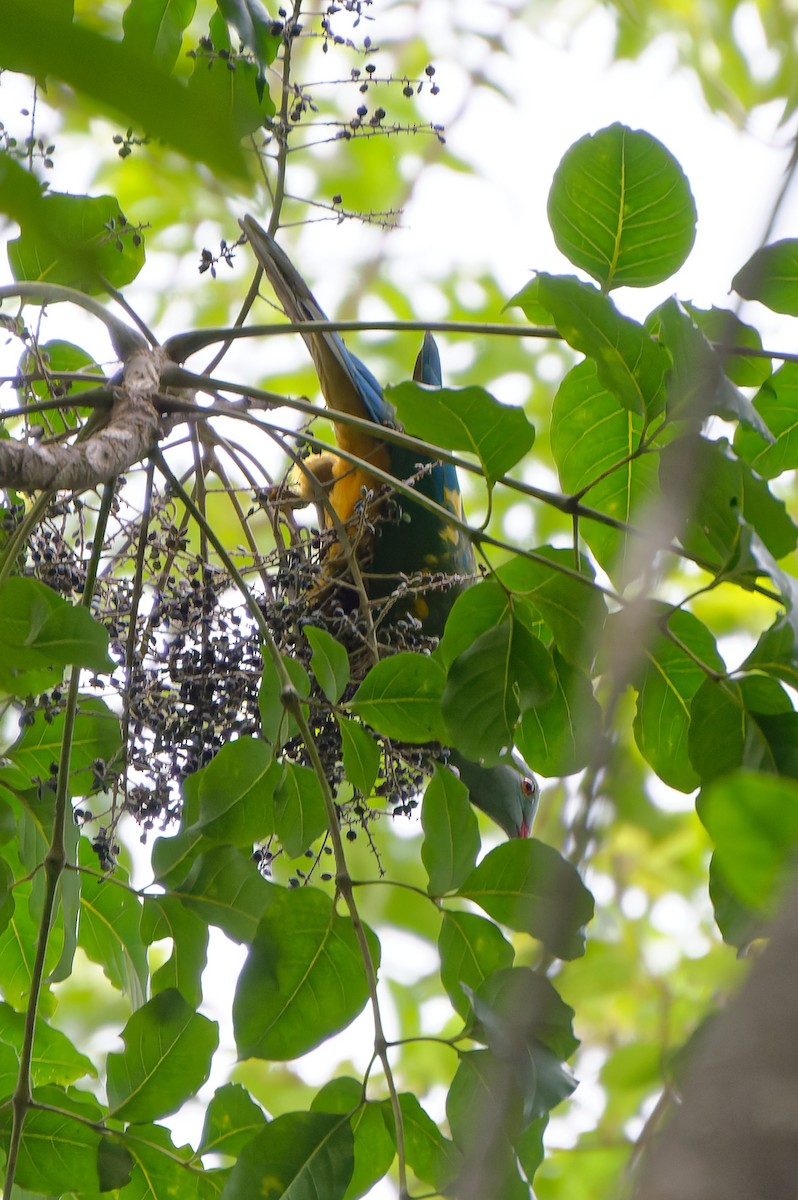 Wompoo Fruit-Dove - Donald Davesne