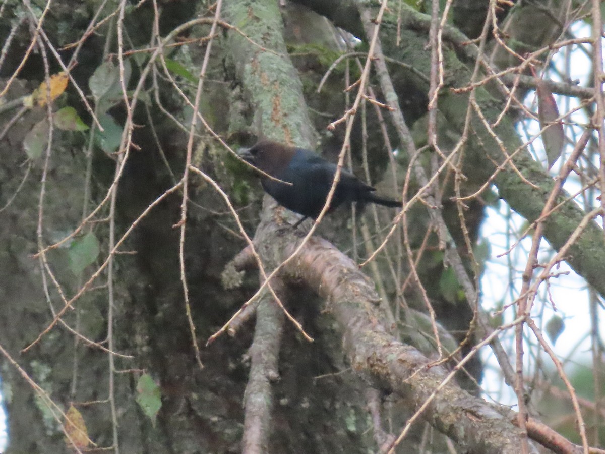Brown-headed Cowbird - ML609929309