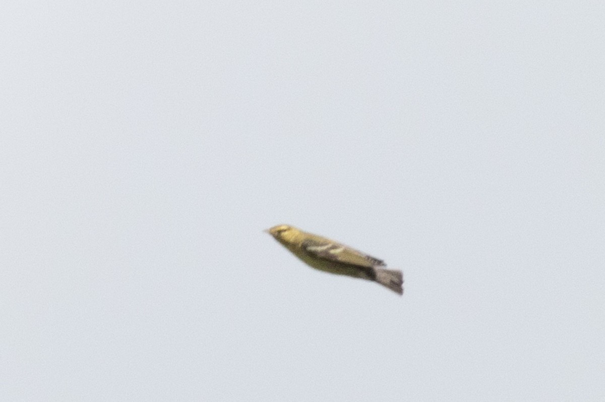 Bay-breasted/Blackpoll Warbler - ML609929376