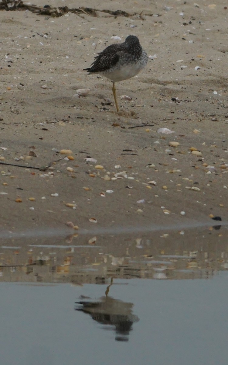 Greater Yellowlegs - ML609929452