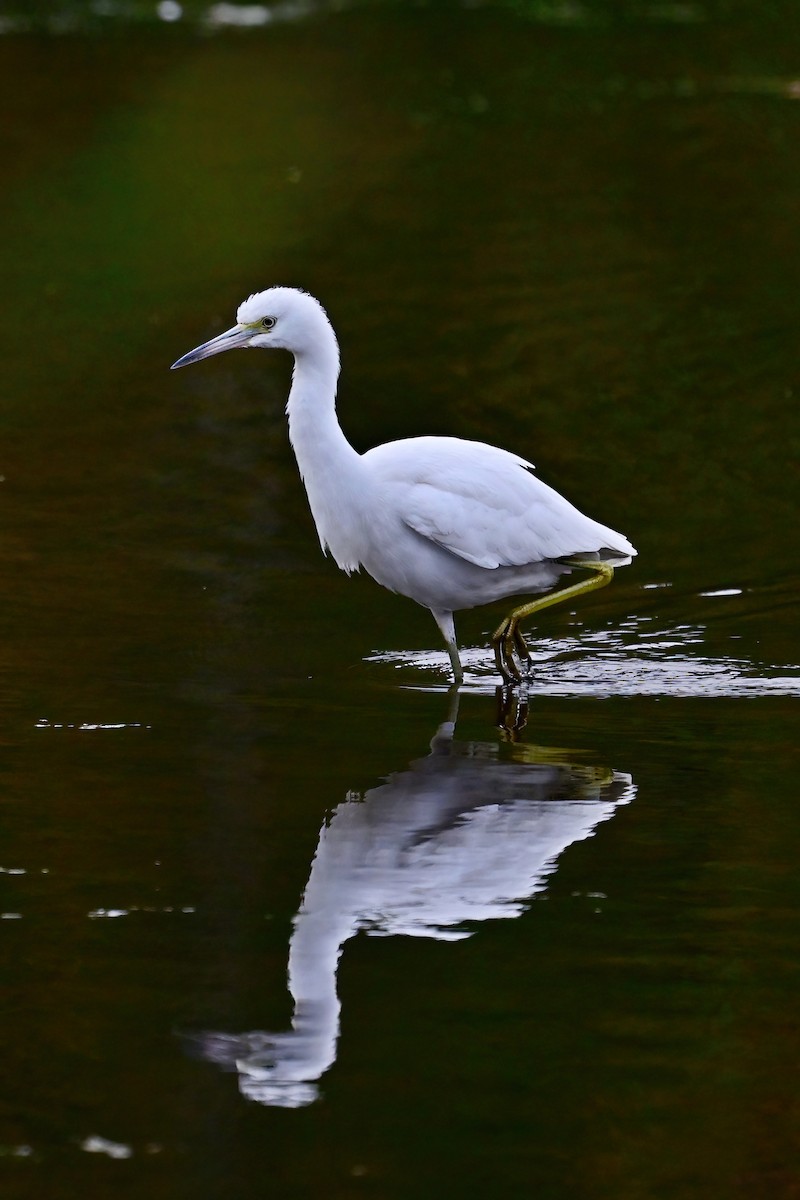 Little Blue Heron - Eileen Gibney