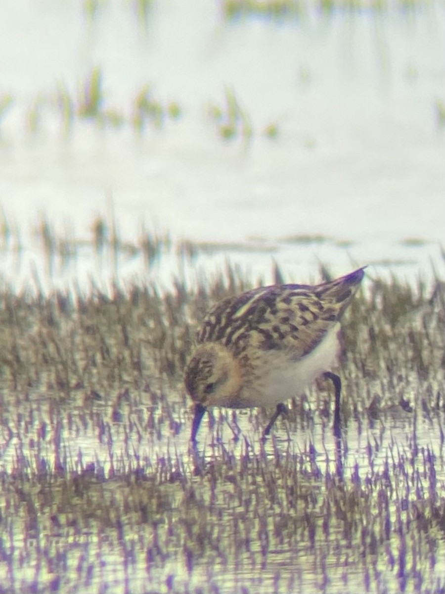 Little Stint - ML609929535