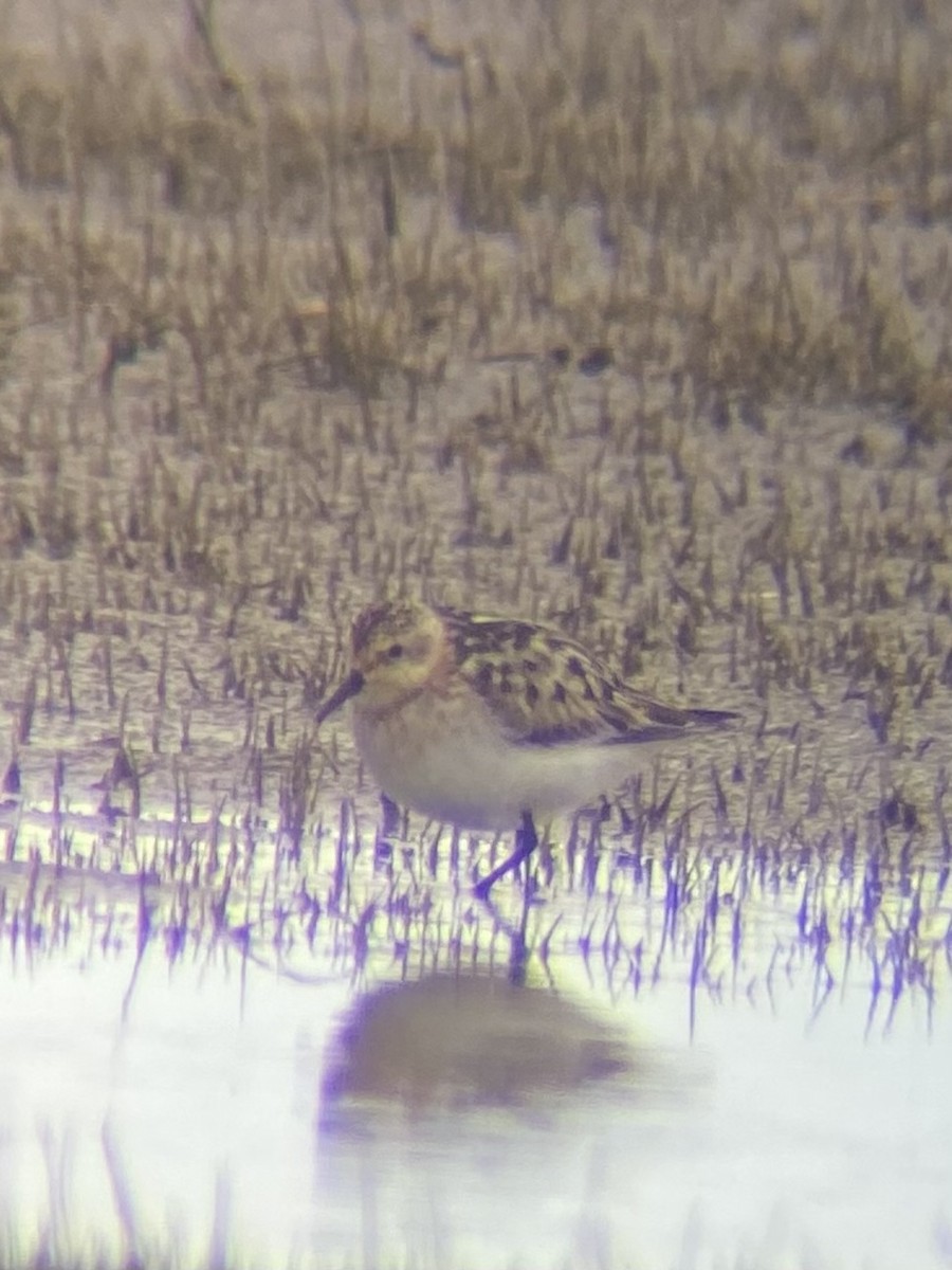 Little Stint - ML609929536