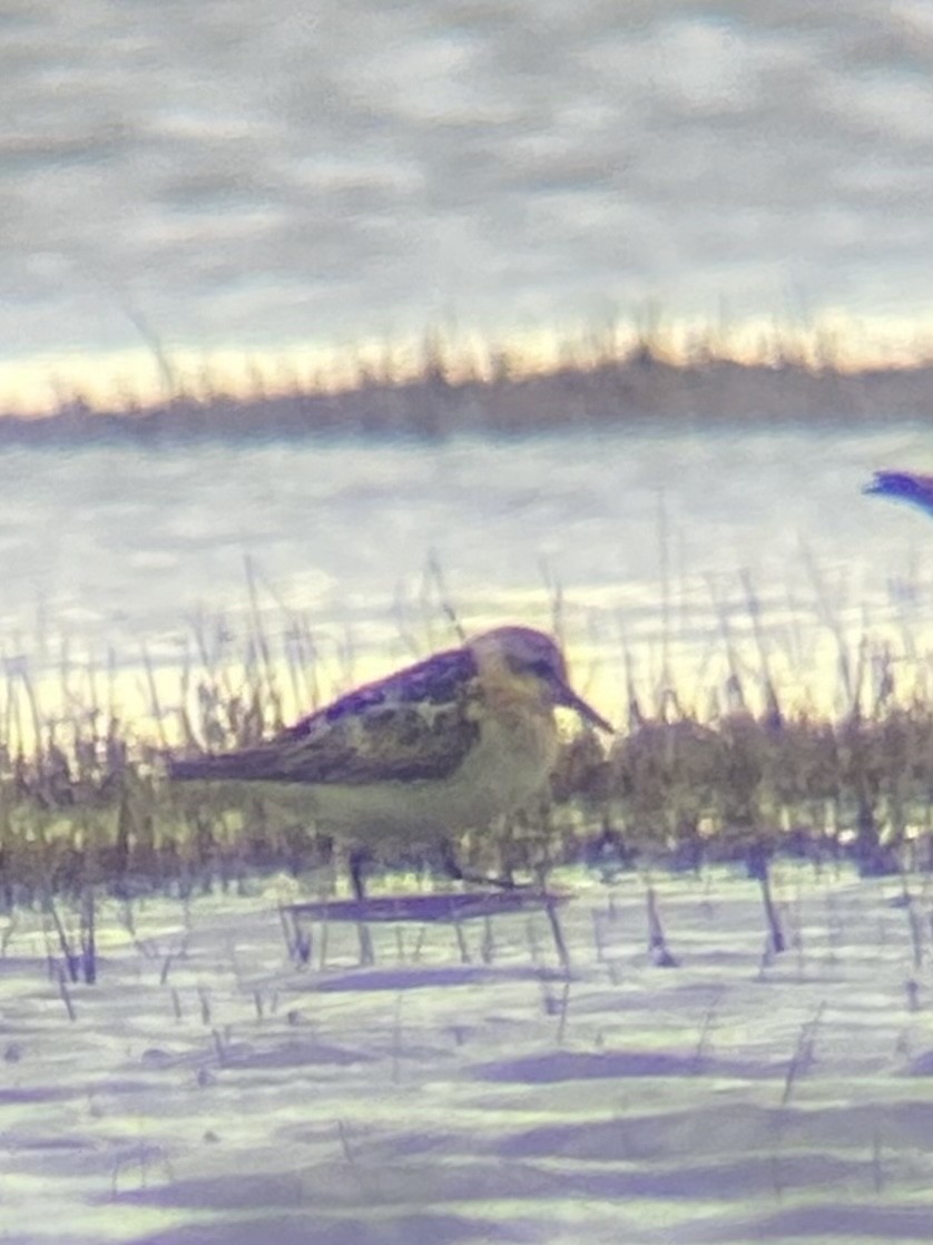 Little Stint - ML609929537