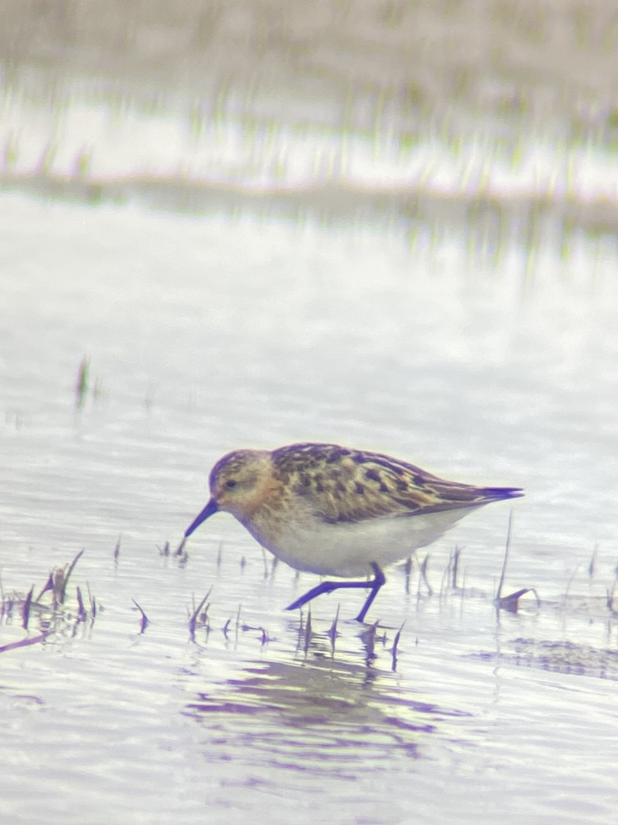 Little Stint - Laurent Bédard