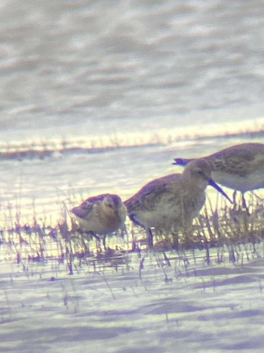 Little Stint - ML609929539