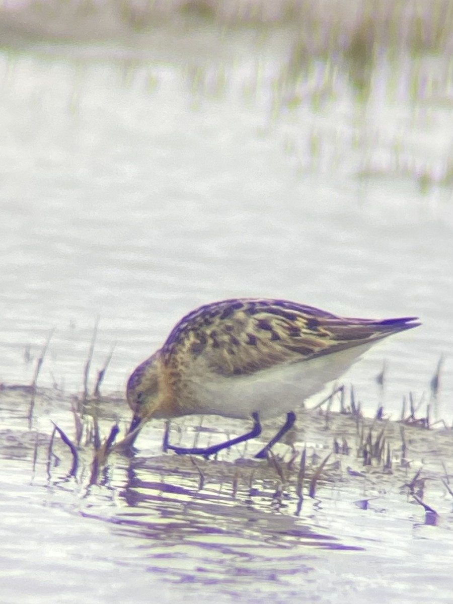 Little Stint - ML609929540