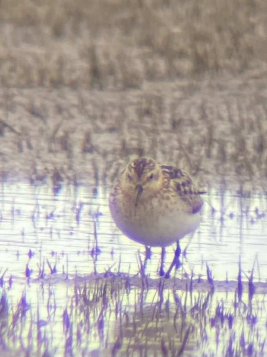 Little Stint - Laurent Bédard