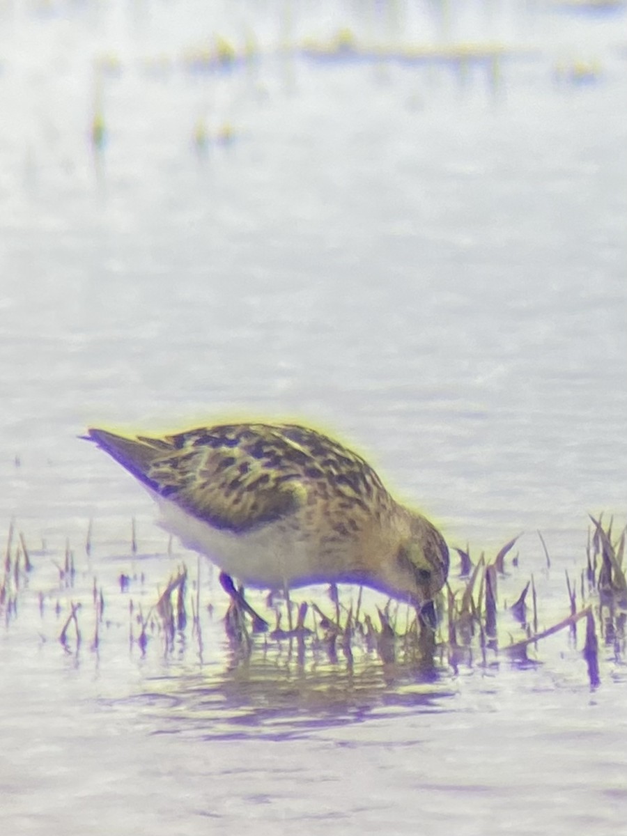 Little Stint - ML609929564