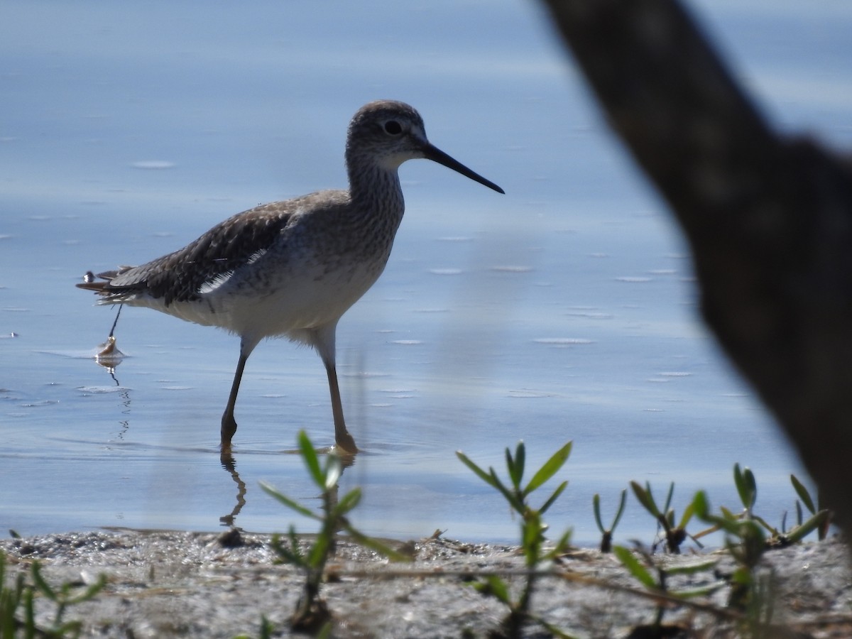 Lesser Yellowlegs - ML609929613