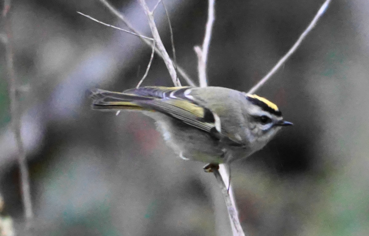 Golden-crowned Kinglet - ML609929634