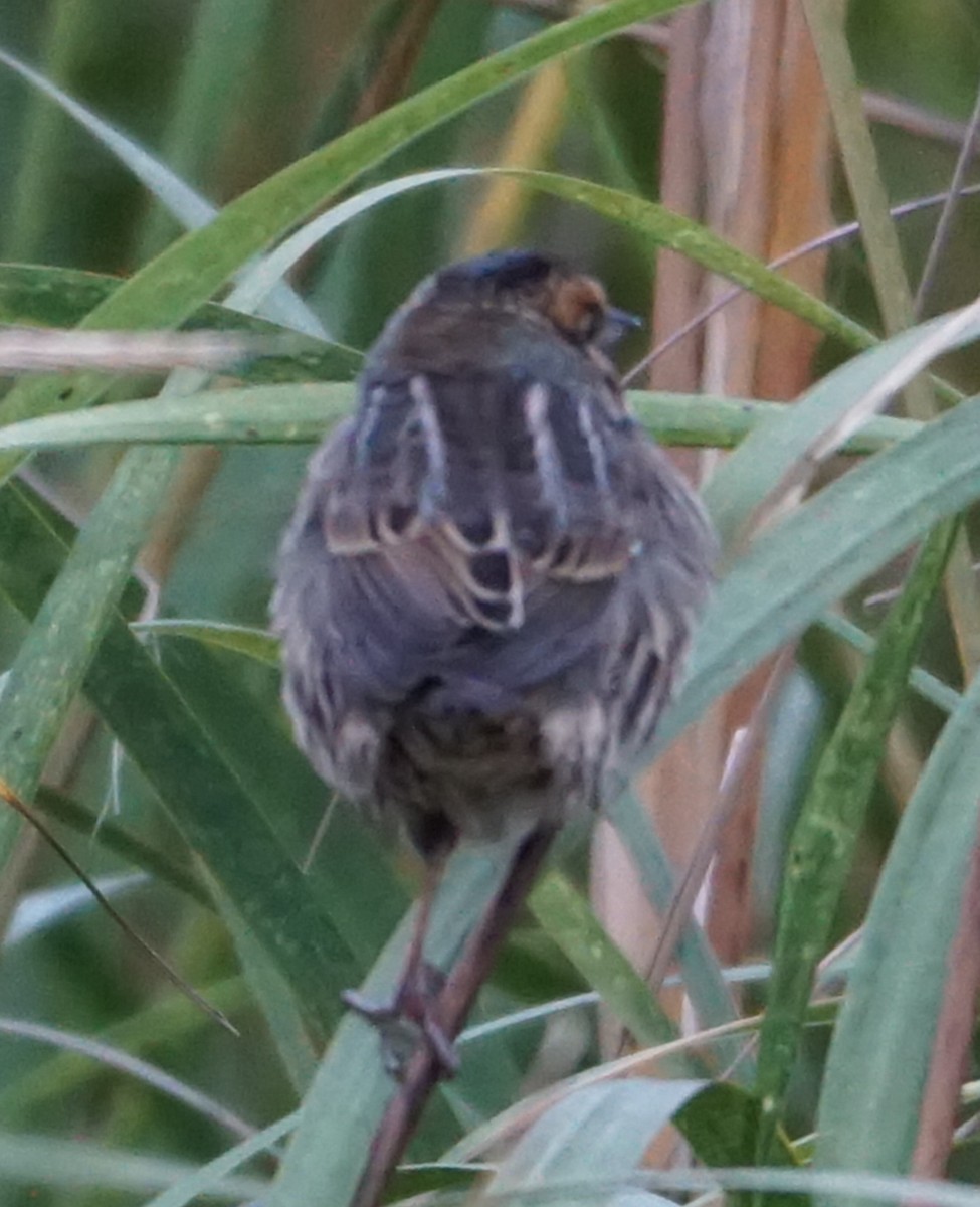 Nelson's Sparrow - Melody Ragle