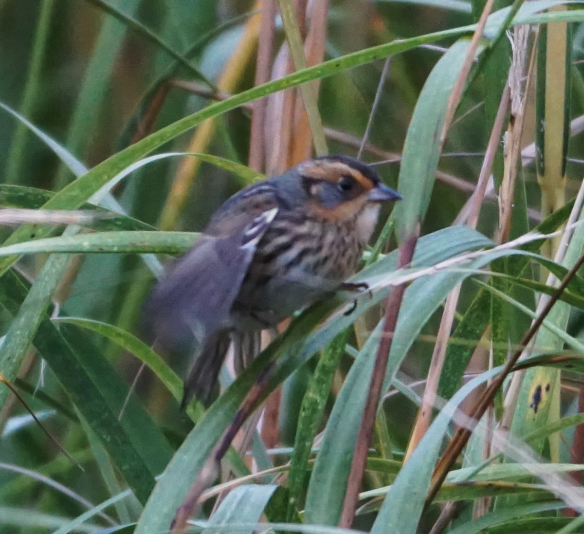 Nelson's Sparrow - Melody Ragle