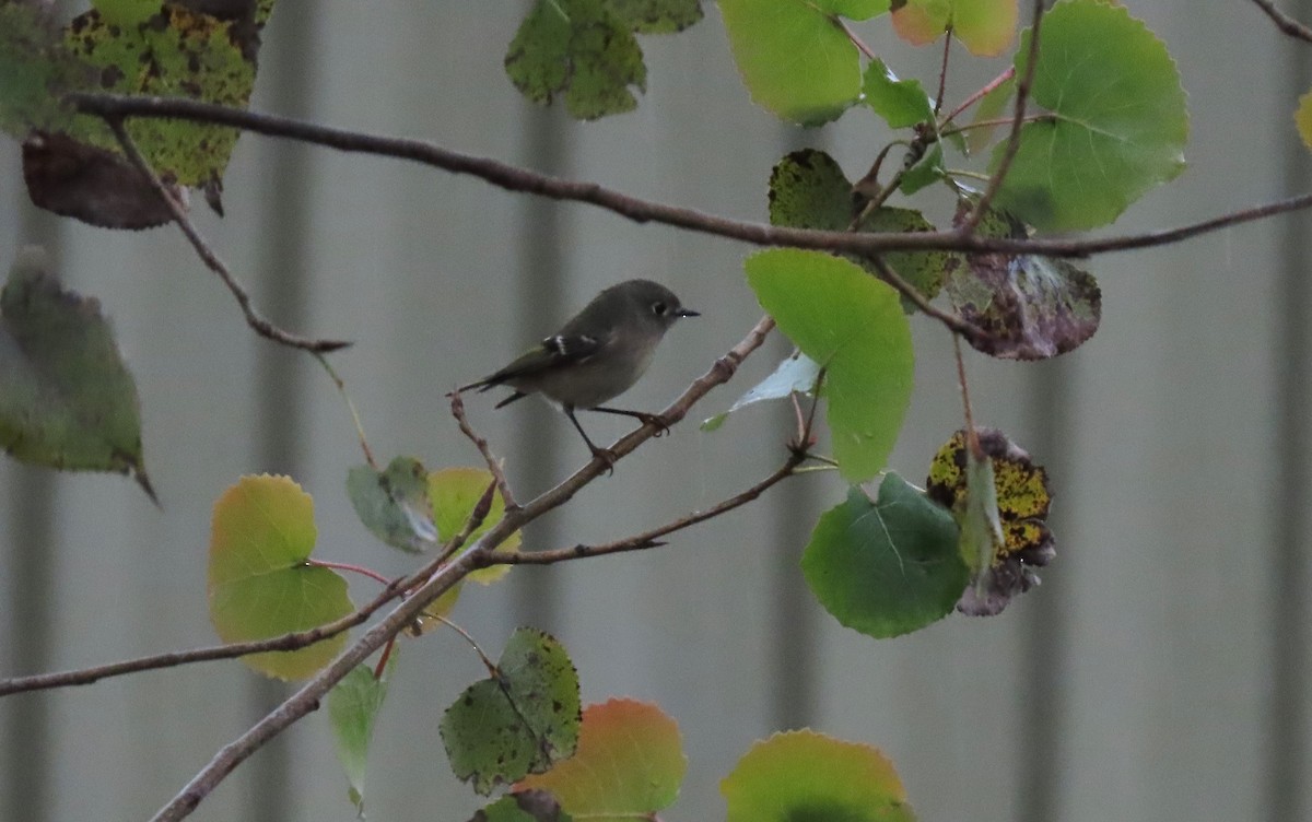 Ruby-crowned Kinglet - ML609929730