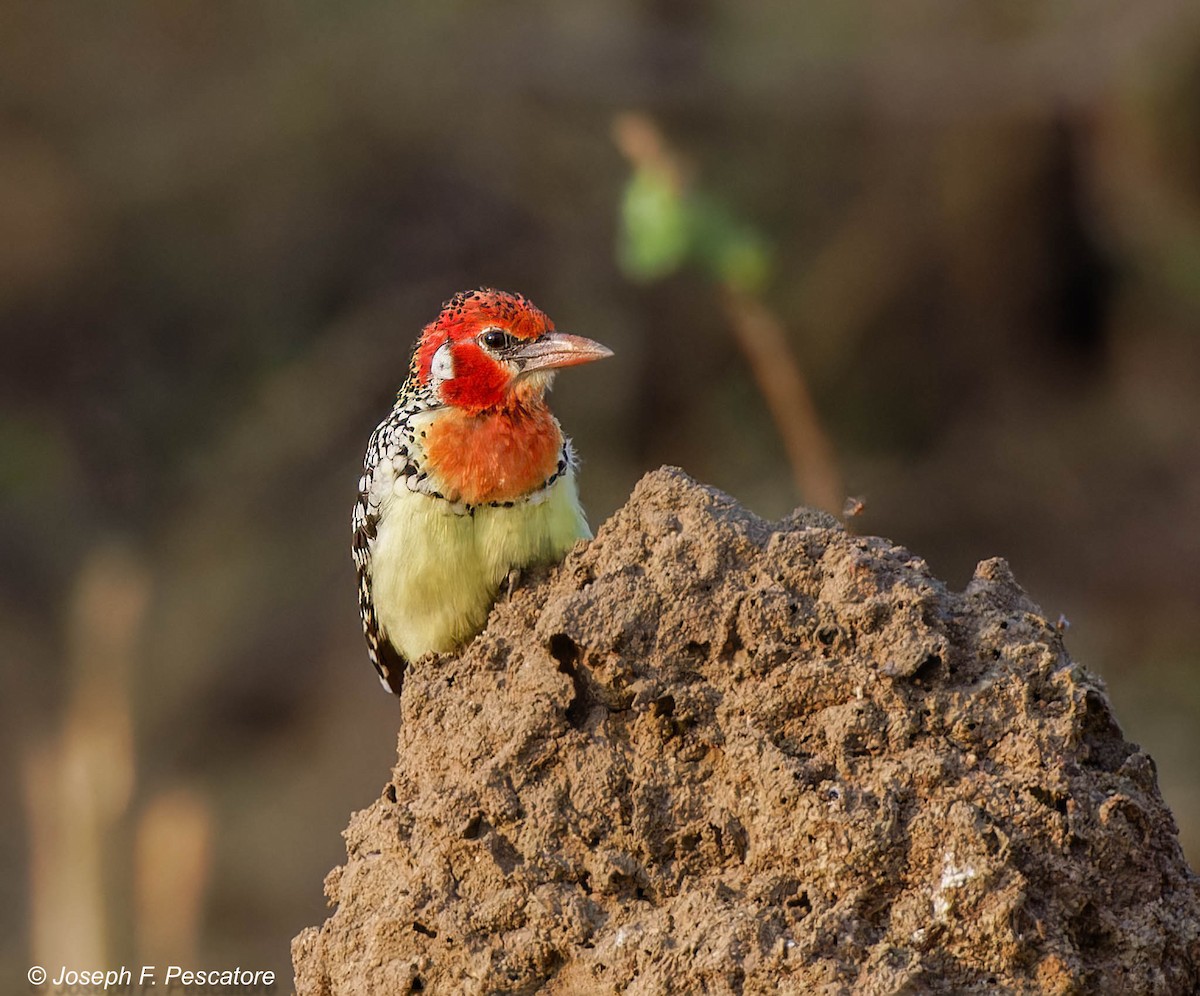 Red-and-yellow Barbet - ML609929784