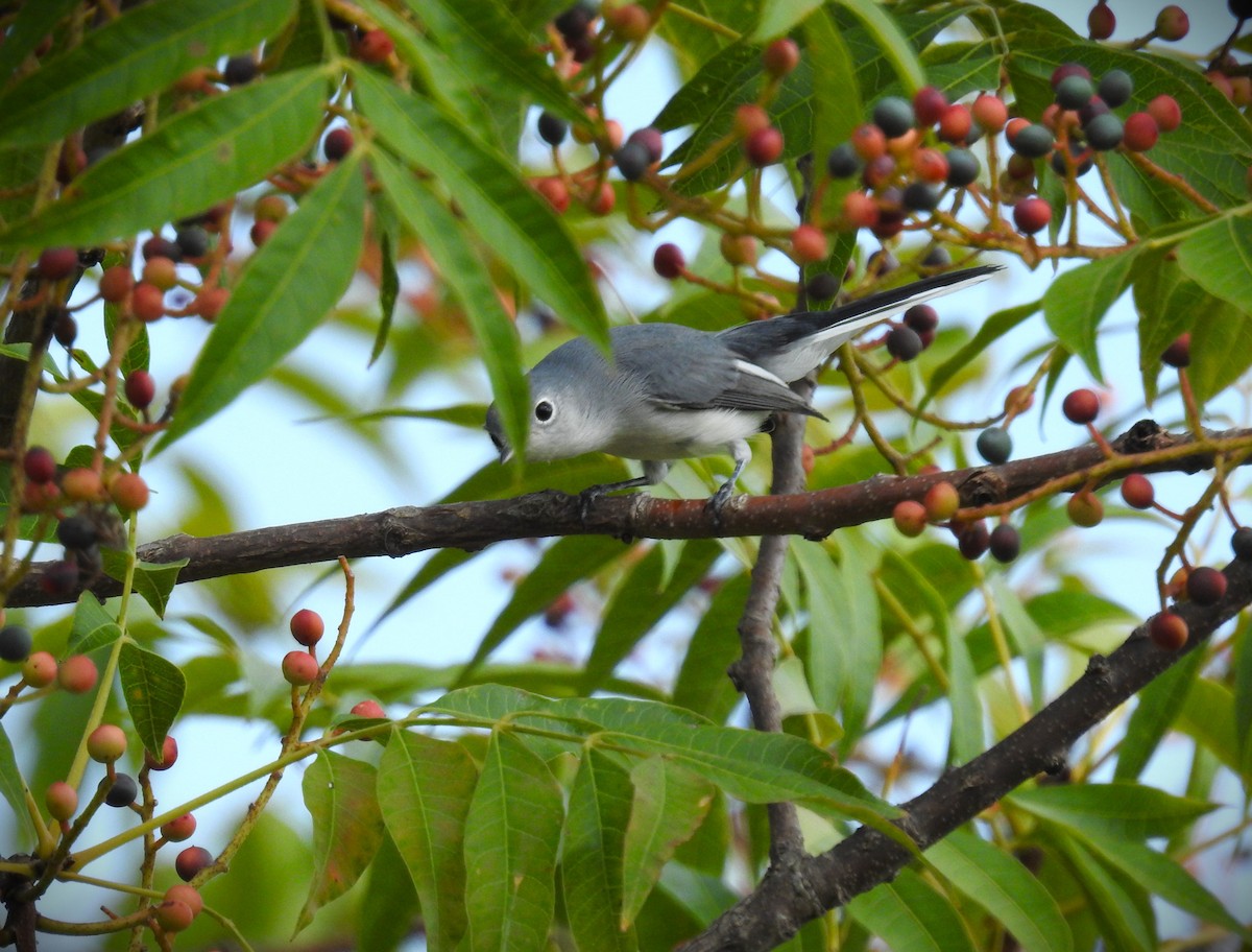 Blue-gray Gnatcatcher - ML609929822