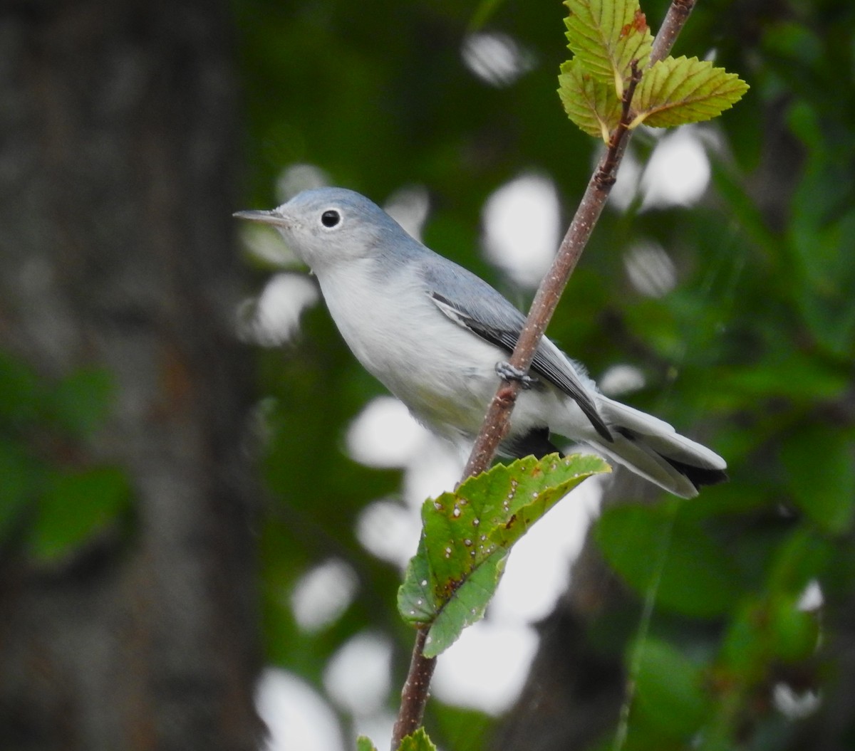 Blue-gray Gnatcatcher - ML609929826