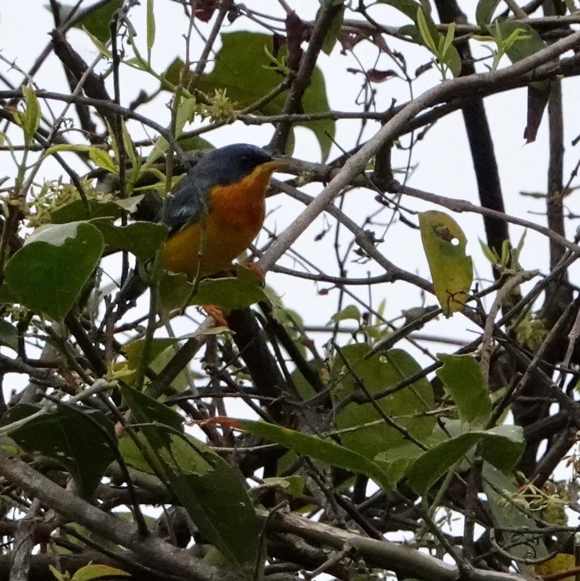 Tropical Parula - Nancy Henke