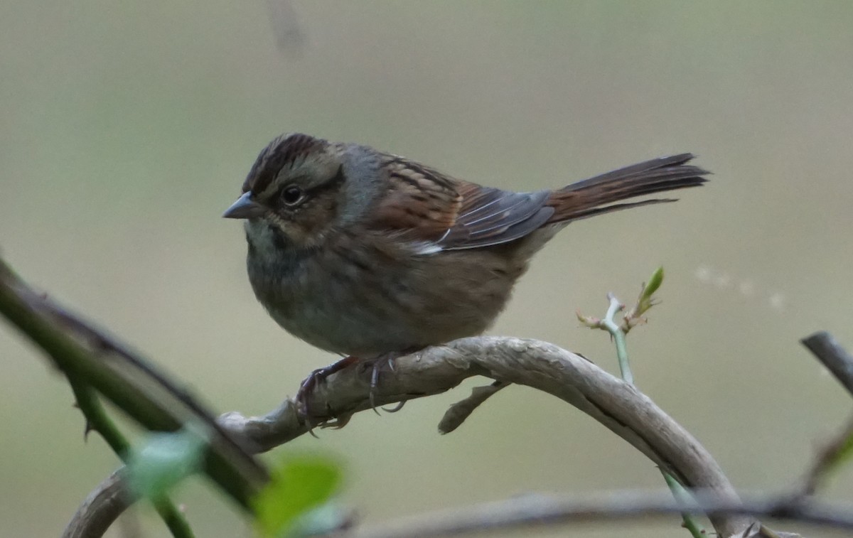 Swamp Sparrow - Melody Ragle