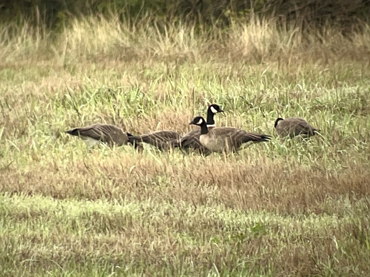 Cackling Goose (Aleutian) - ML609929885