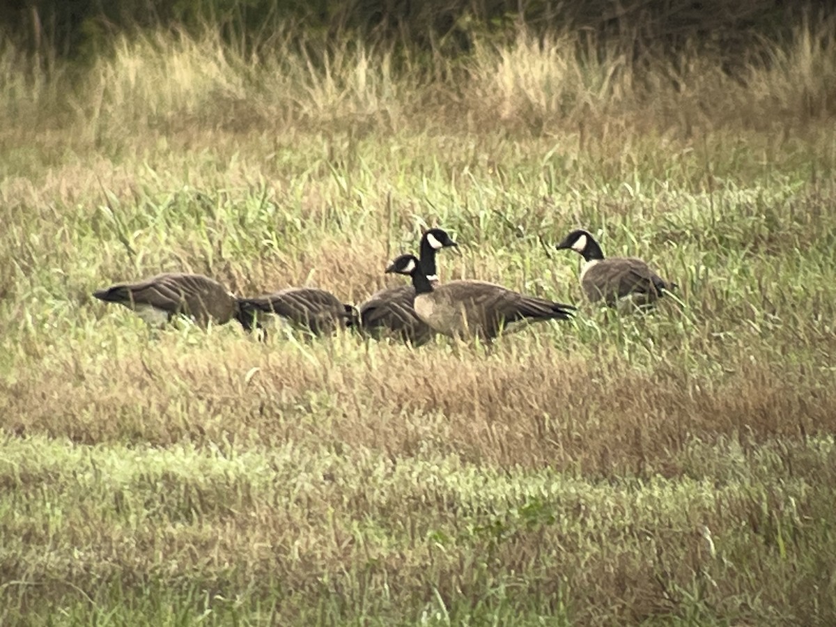 Cackling Goose (Aleutian) - ML609929886