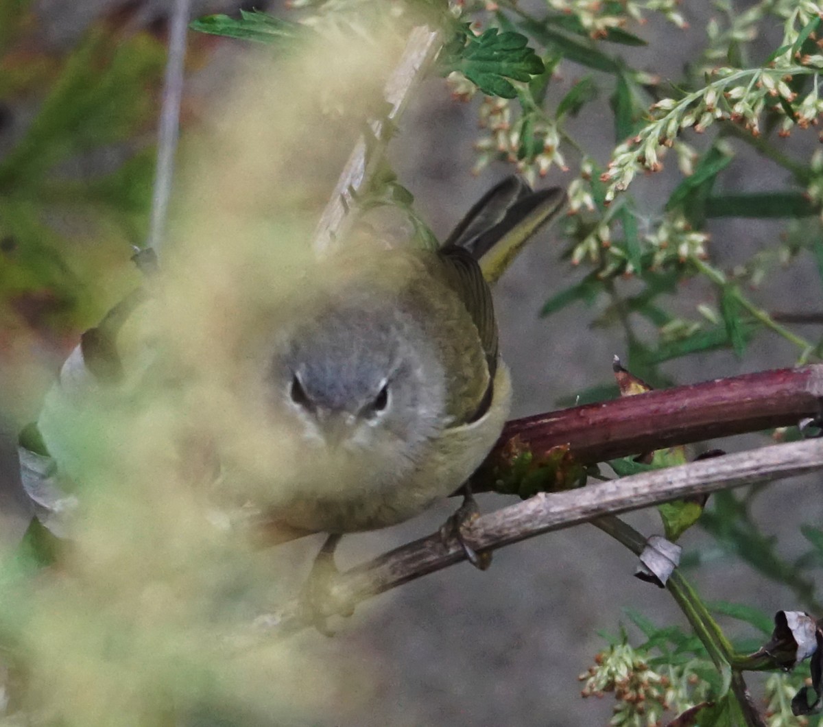 Orange-crowned Warbler - ML609929897