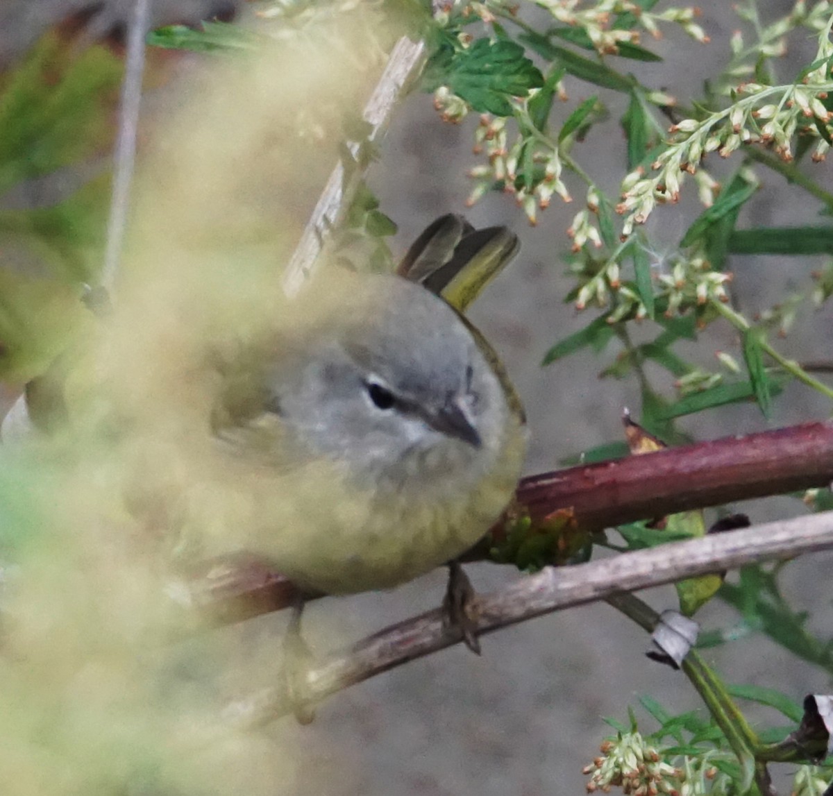 Orange-crowned Warbler - ML609929898