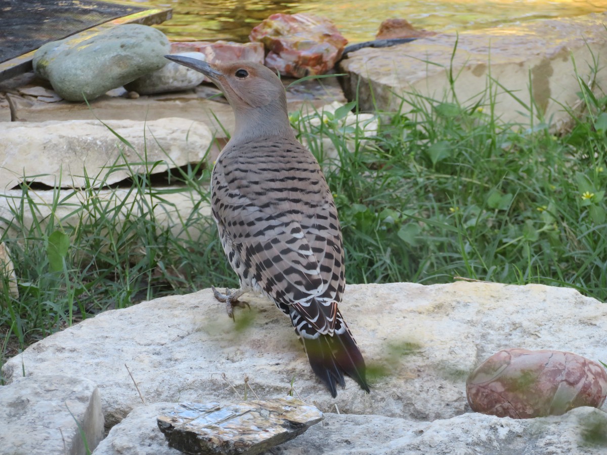 Northern Flicker (Red-shafted) - ML609930133