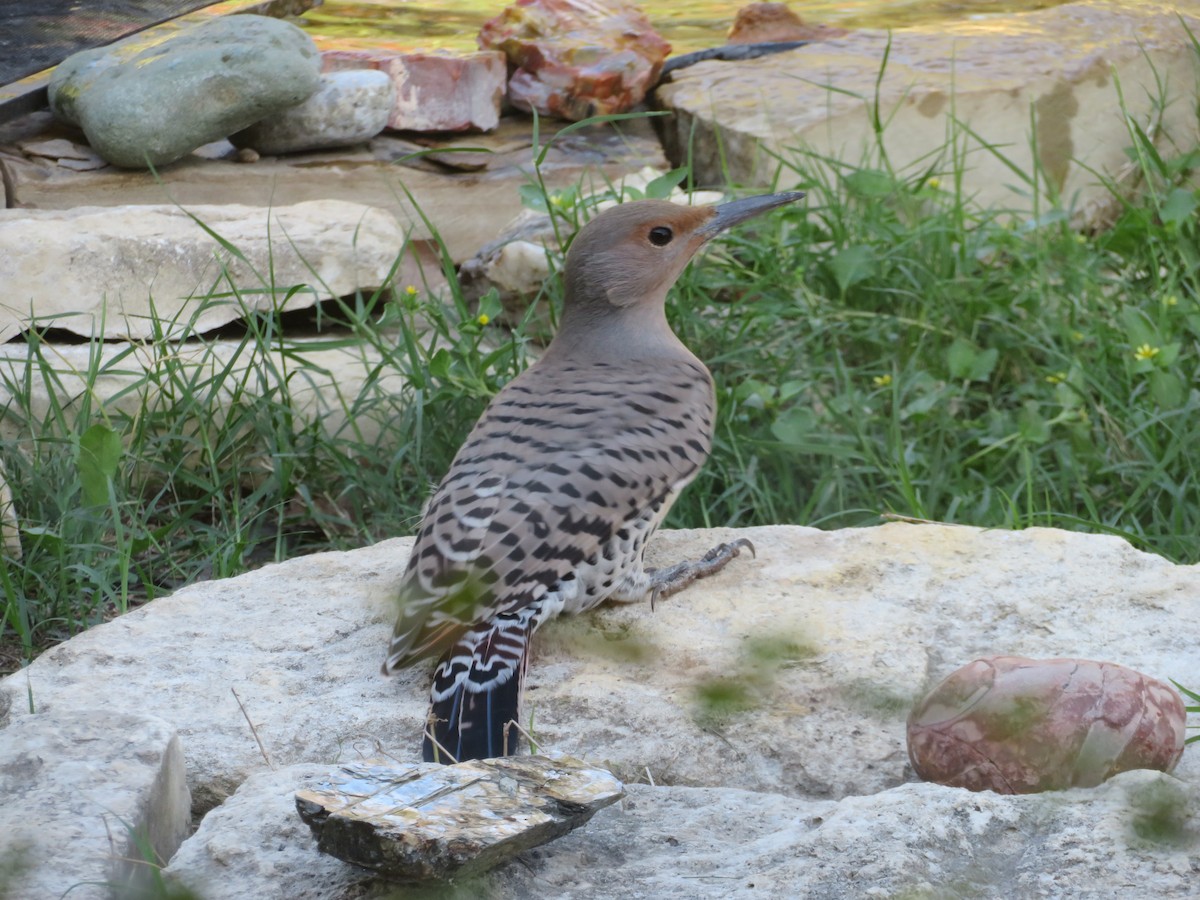 Northern Flicker (Red-shafted) - ML609930149