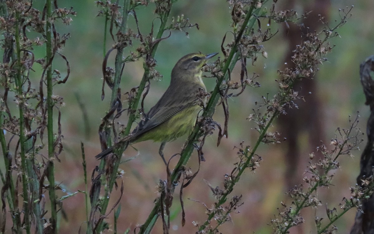 Palm Warbler - ML609930165