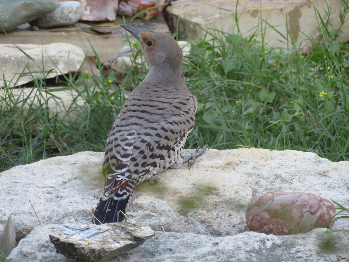 Northern Flicker (Red-shafted) - ML609930189