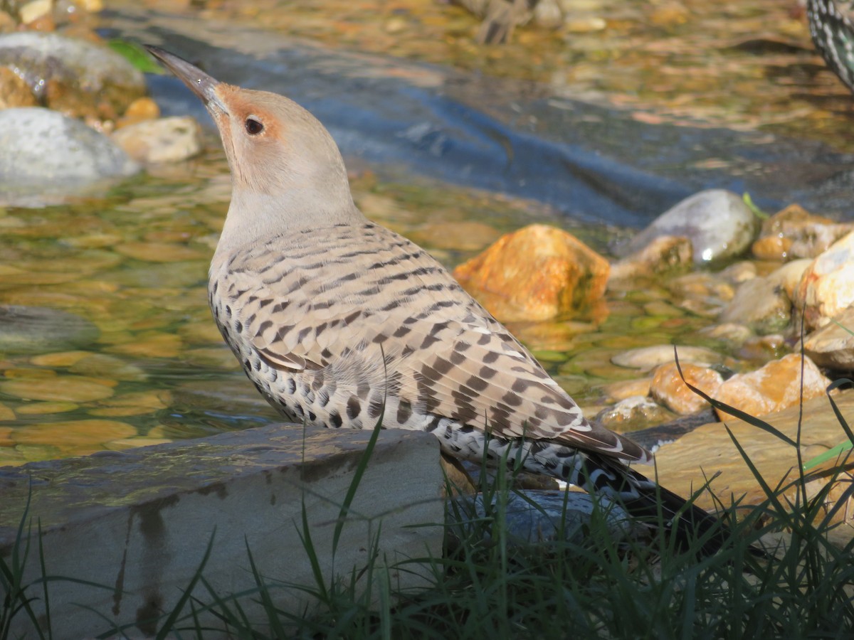 Northern Flicker (Red-shafted) - Paul Sellin