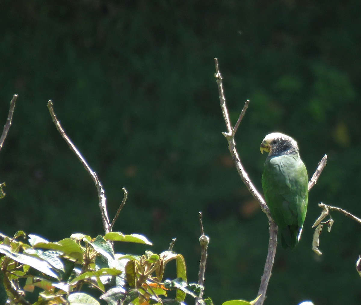 Speckle-faced Parrot - ML609930230