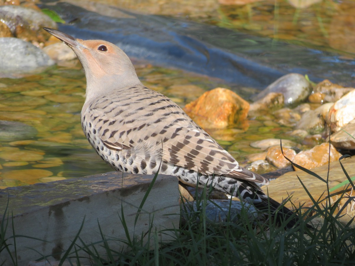 Northern Flicker (Red-shafted) - ML609930251