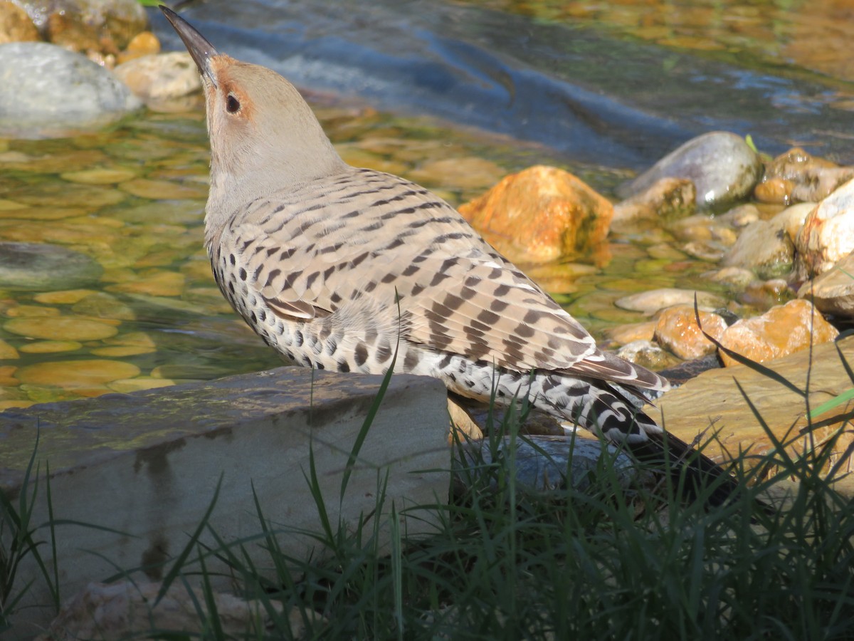 Northern Flicker (Red-shafted) - Paul Sellin