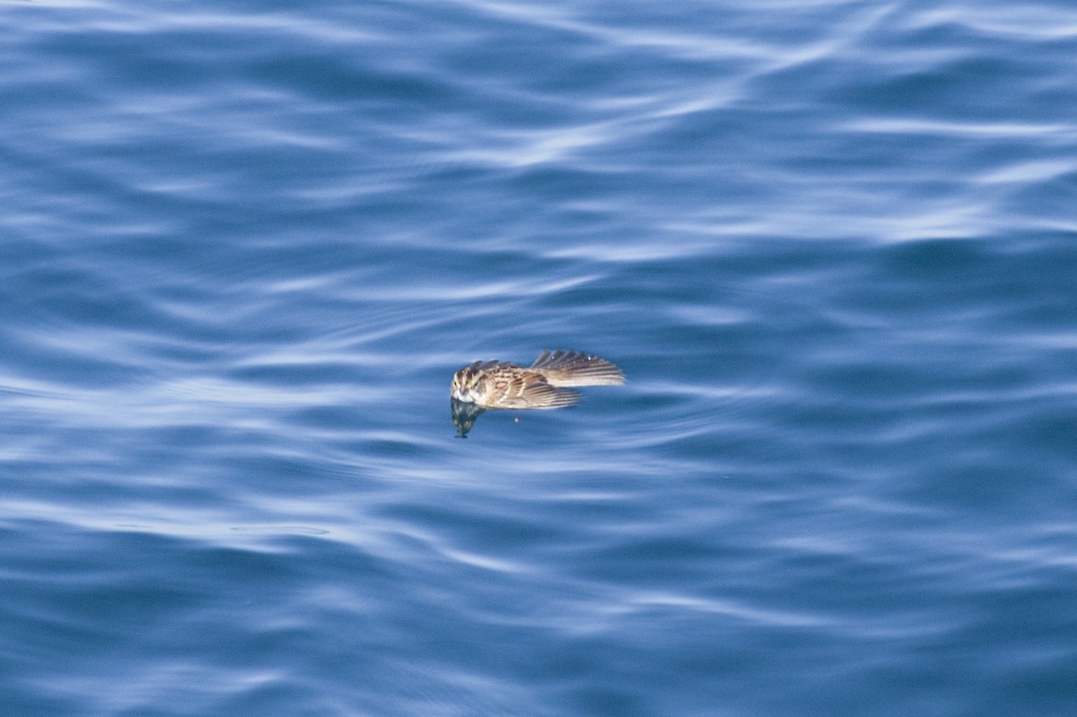 White-throated Sparrow - ML609930292