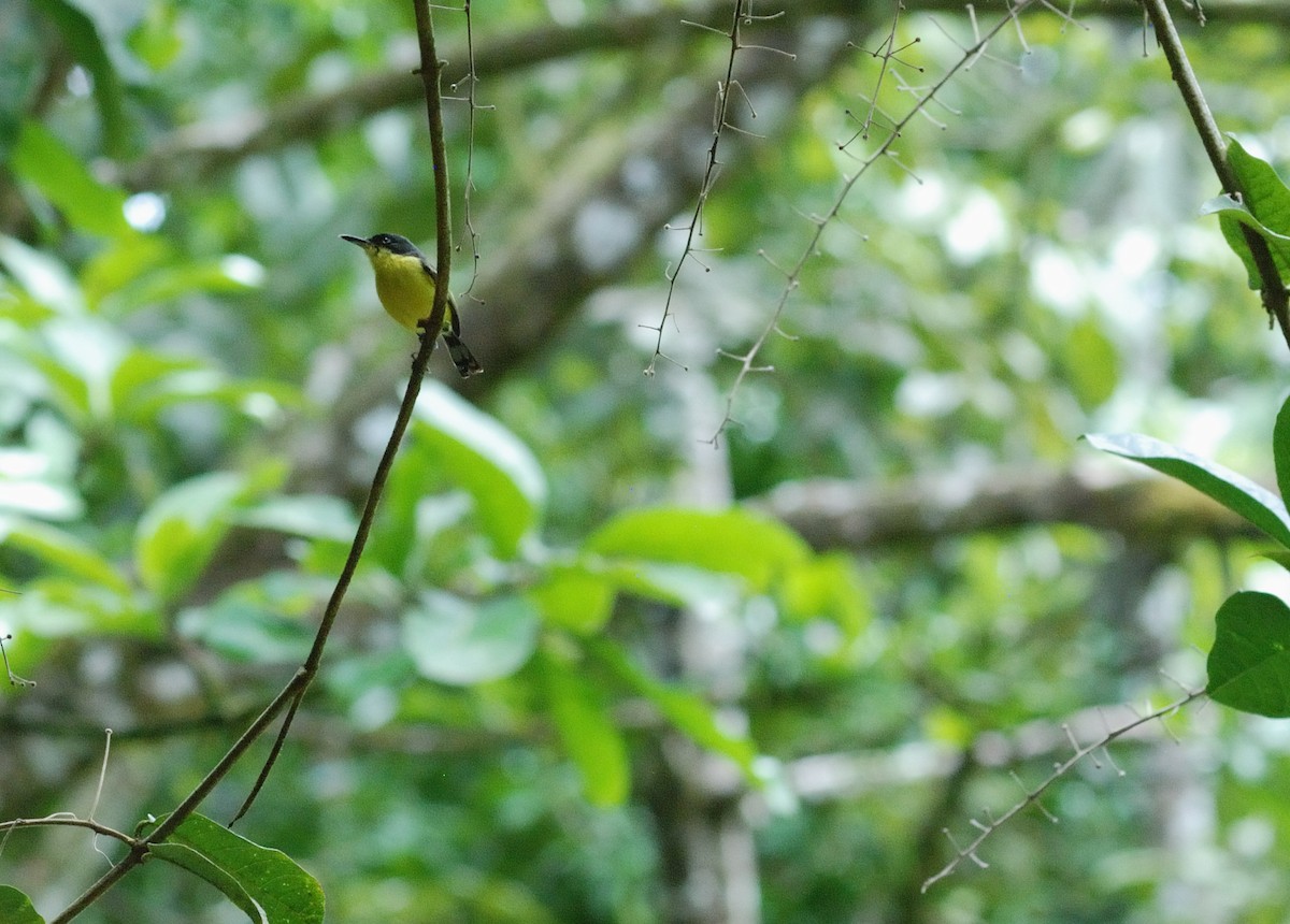 Common Tody-Flycatcher - ML60993031