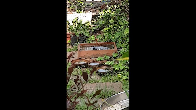 orientskjæreskvett - ML609930360