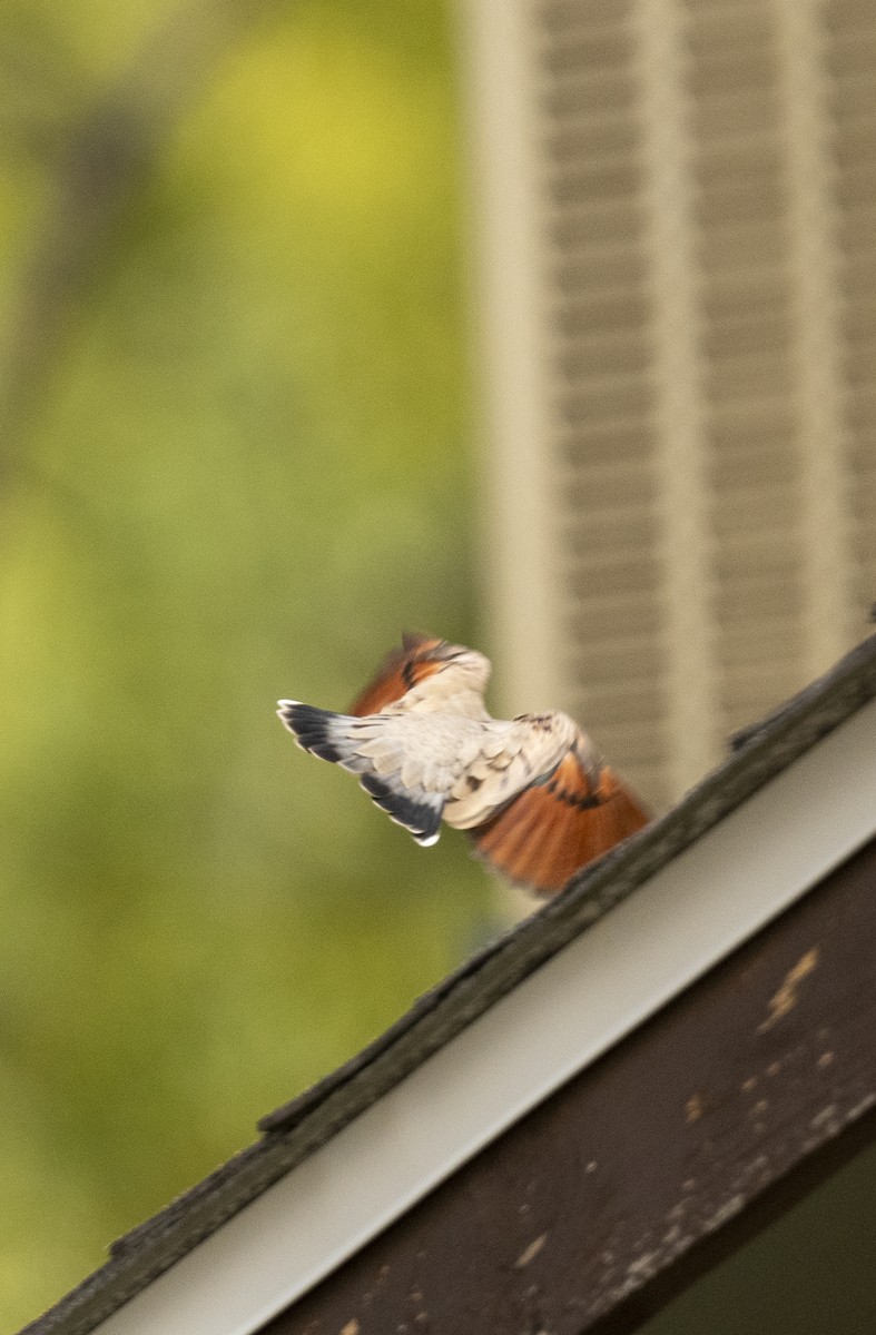 Common Ground Dove - ML609930362