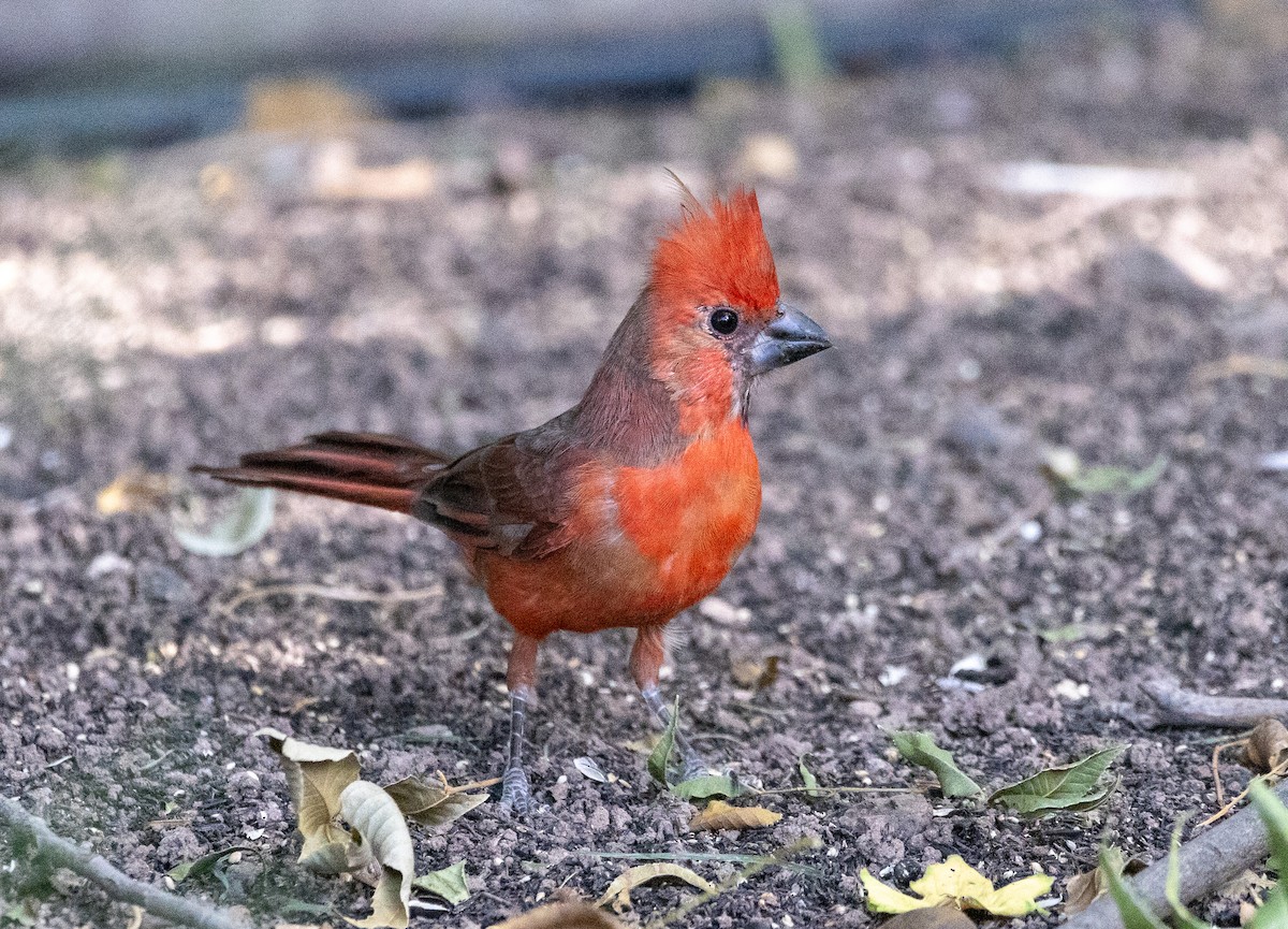 Cardinal rouge - ML609930490