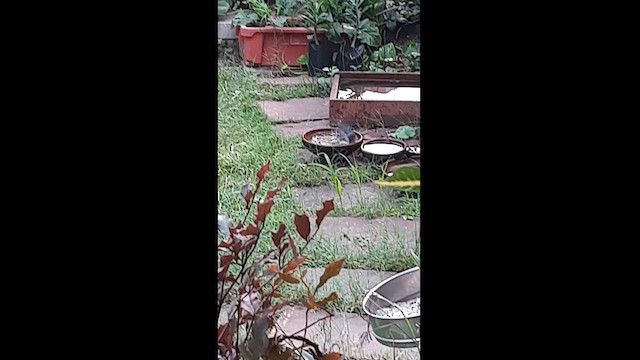 buskfluesnapper - ML609930495