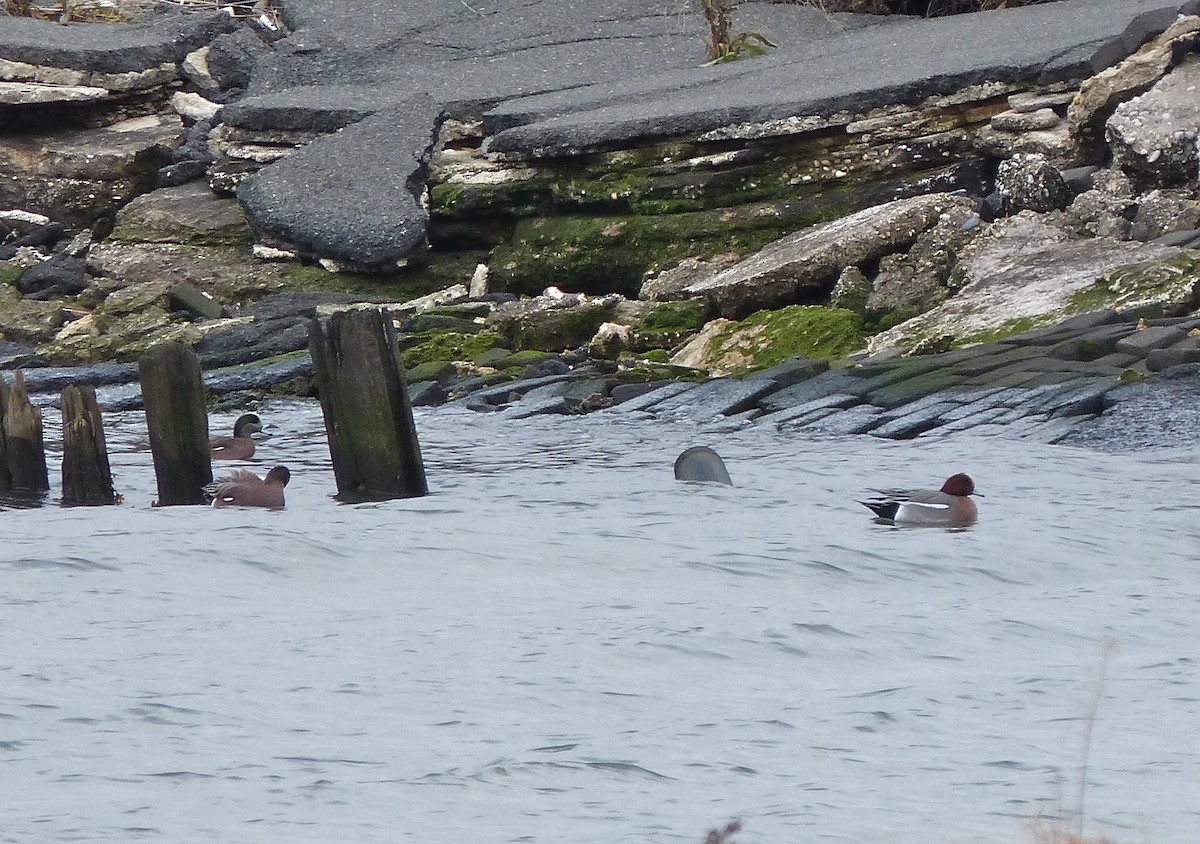 Зээрд нугас - ML609930524